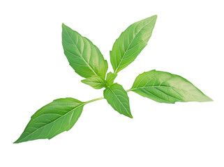 Obraz premium High-Quality PNG basil leaves Isolated on White Background – High Resolution