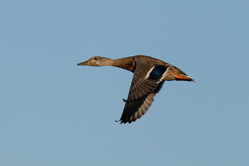 Male wild duck flying,  seen in a North California marsh