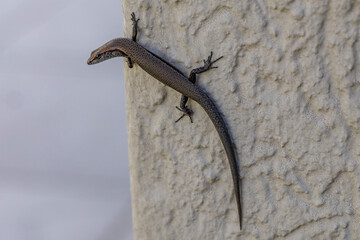 Australian Delicate Skink on wall