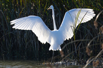 Great egret landing against the light, seen in the wild in a North California marsh 