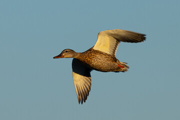 Male wild duck flying,  seen in a North California marsh
