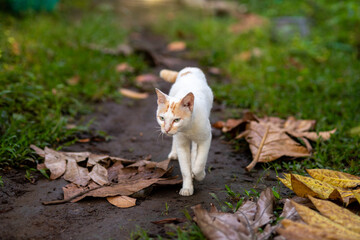 A cute tabby cat sitting comfortably on a brick fence