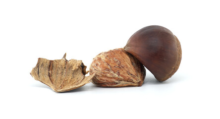 Nature's Beauty Macro Chestnut and Shell Isolated on White Background