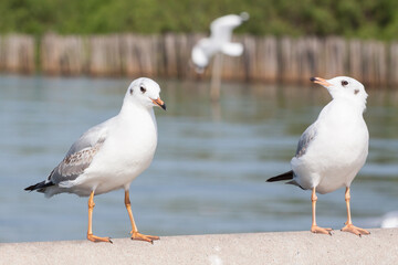 Seagull standing in row with ocean background.