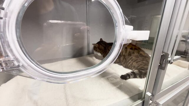 Sick cat in an oxygen ICU box at the veterinary ER
