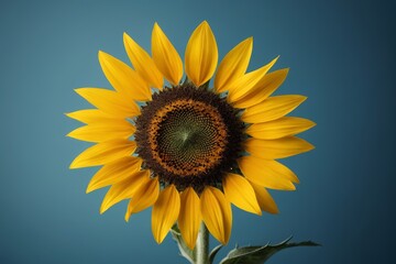 Obraz premium there is a yellow sunflower with a green center on a blue background