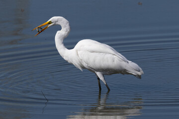 Great egret catching a fish, seen in the wild in a North California marsh 