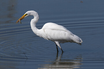 Great egret catching a fish, seen in the wild in a North California marsh 