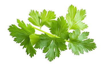 High-Quality PNG of Celery leaf isolated on transparent png &ndash; High Resolution