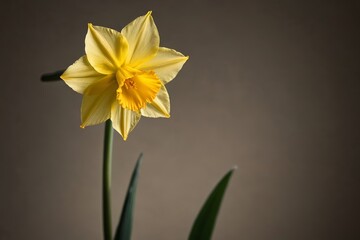 Fototapeta premium there is a yellow flower that is in a vase