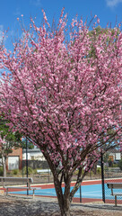 Beautiful row of blooming cherry blossom trees with vibrant pink flowers lining a street on a sunny...