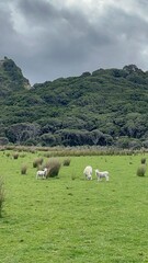 A few sheep on grass field with sea view in Mt Maunganui, New Zealand (North Island)