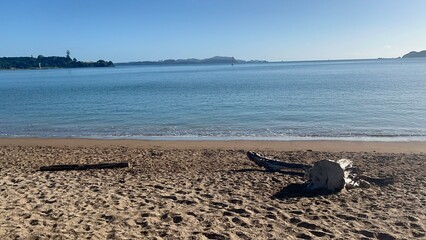 A tree branch sitting on a beach in a sunny day with blue ocean water.