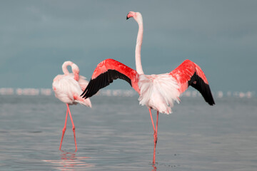 African wild birds. Lone great flamingo on the blue lagoon in the morning