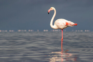 Wild African birds. A lone great African flamingo on a blue lagoon against a bright sky background