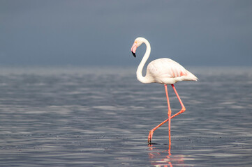 Wild African birds. A lone great African flamingo on a blue lagoon against a bright sky background