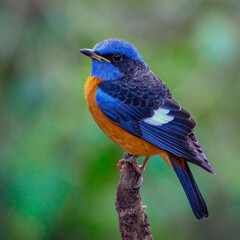 Strikingly Beautiful Blue-capped Rock thrush on a perch 