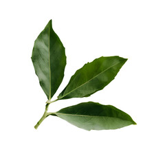 Bay Leaves Unfold, A Sprinkle of Allspice