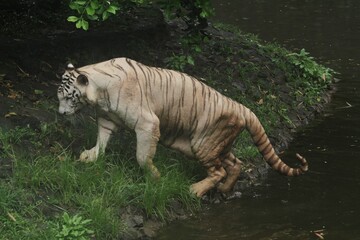 A white tiger stepped out of a pond at a zoo
