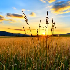 Golden Sunset Over Wheat Field: Tranquil Landscape Featuring Tall Grass and Wheat Silhouettes Against a Vibrant Sunset Sky, Capturing the Peaceful Beauty of Nature and Evening Glow