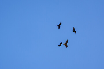 カラスのモビングを受ける鳶
