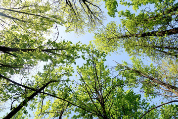 Branches of trees in the view from below into the sky