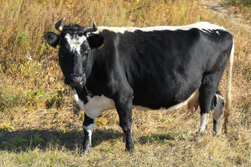 cow in autumn field