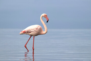 Wild African birds. A lone great African flamingo on a blue lagoon against a bright sky background