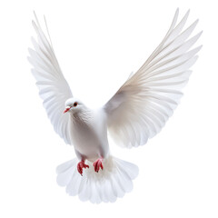Fototapeta premium White Dove in Flight