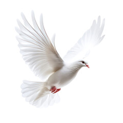 Obraz premium White Dove in Flight