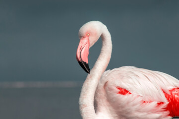 Fototapeta premium A close-up of a great flamingo against a blue sky.