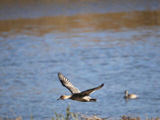 Pintail female flying