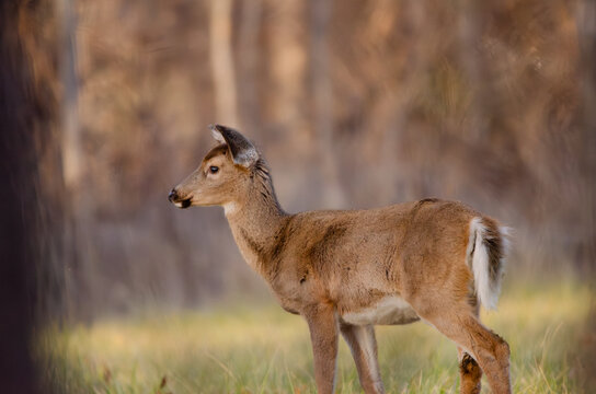 White-tailed deer