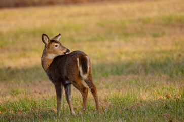 White-tail deer doe