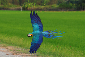 Colorful Blue and Gold Macaw parrot flying on the rice fields. Free flying bird