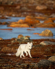 Arctic fox walking and staring on a colourful red tundra during moult season from grey summer fur to winter white coat