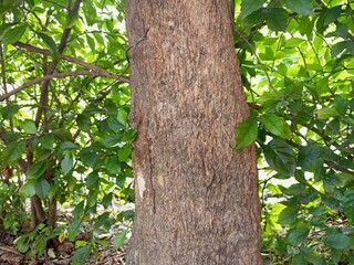 The bark of woody plants is called bark. What is commonly called bark includes a number of different tissues. Cork is an external secondary tissue that is impermeable to water and gas, and is also 
