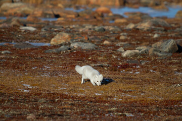 Arctic fox walking and sniffing on a colourful red tundra during moult season from grey summer fur to winter white coat