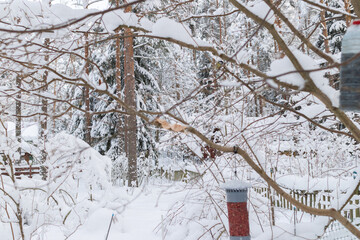 Winter garden scene with snow-covered branches, a homemade bird feeder, and white picket fence. The tranquil setting emphasizes the harmony of nature and wildlife care during wintertime.