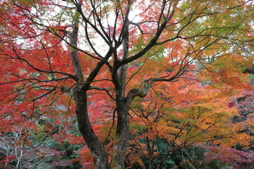 紅葉、熱海、12月