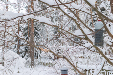 Winter garden scene with snow-covered branches, a homemade bird feeder, and white picket fence. The tranquil setting emphasizes the harmony of nature and wildlife care during wintertime.
