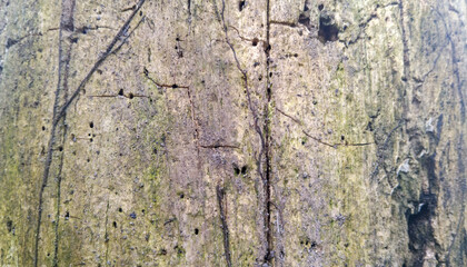 texture of old wood