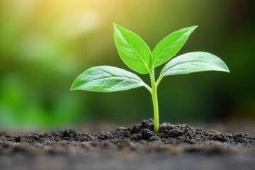 Fototapeta premium Fresh Seedling Growing in Rich Soil