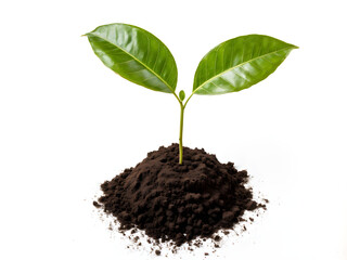 Young plant of pomelo in soil humus isolated on a white background
