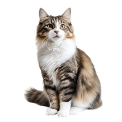 Obraz premium Portrait of a Cute Tricolor Cat on Transparent Background