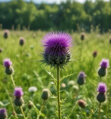 Vibrant wild wooly thistle flower against green backdrop of spring field, vivid, foliage, bold, blooming