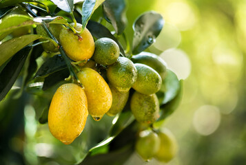 Kumquat or Citrus Japonica fruits on natural background.