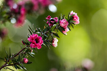 Pink manuka flowers on natural background.