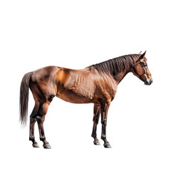 Obraz premium Brown Horse on Transparent Background