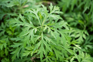 Artemisia annua branch green leaves on natural background.
